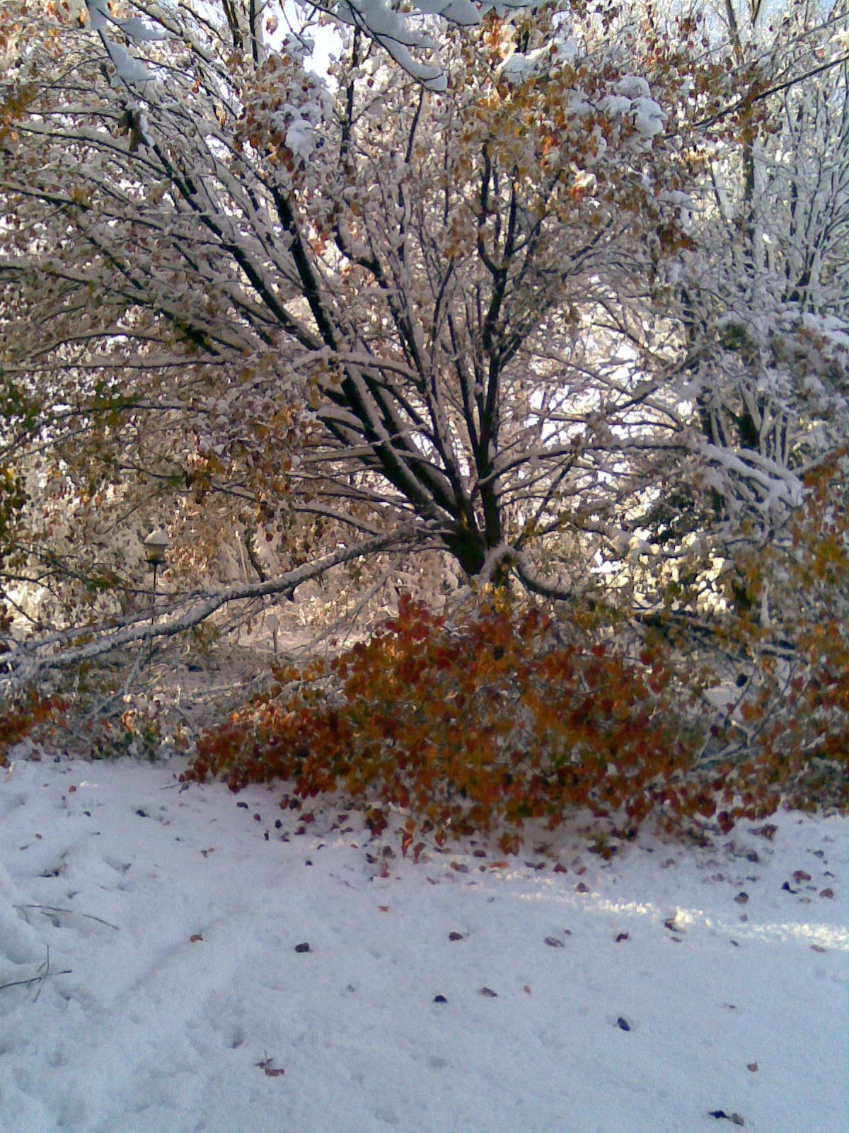 broken snow tree